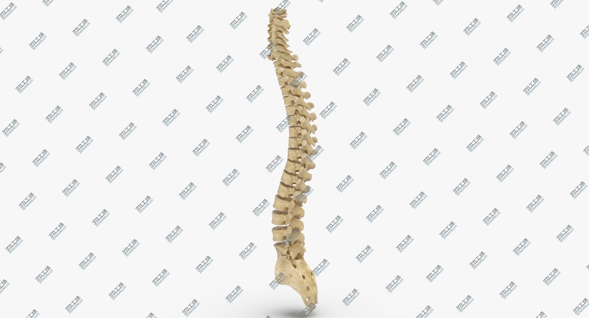 images/goods_img/2021040233/3D Real Human Spine Bones Anatomy 01 model/1.jpg